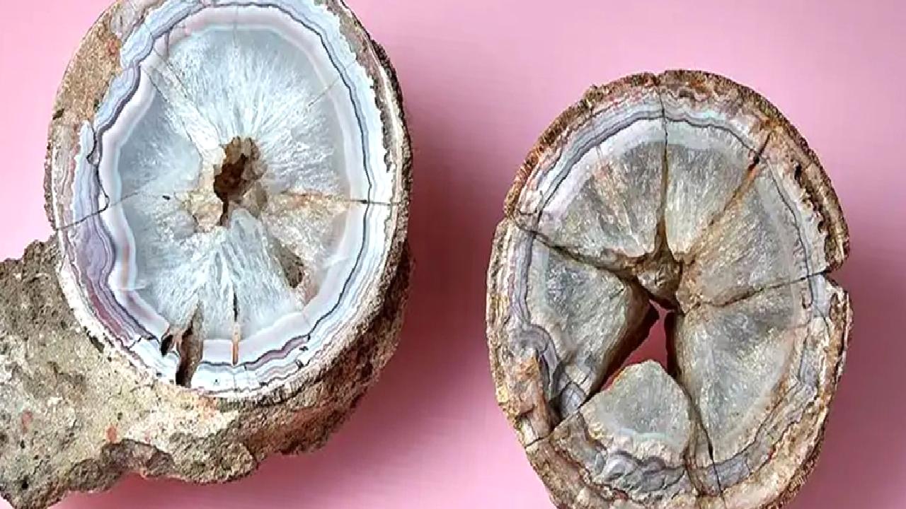 140 yıl önce bulunan değerli taş, oysaki bir dinozor yumurtasıymış