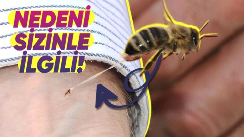 Arılar Bizi Sokunca Neden İğnelerini Çıkaramayıp Ölürler?