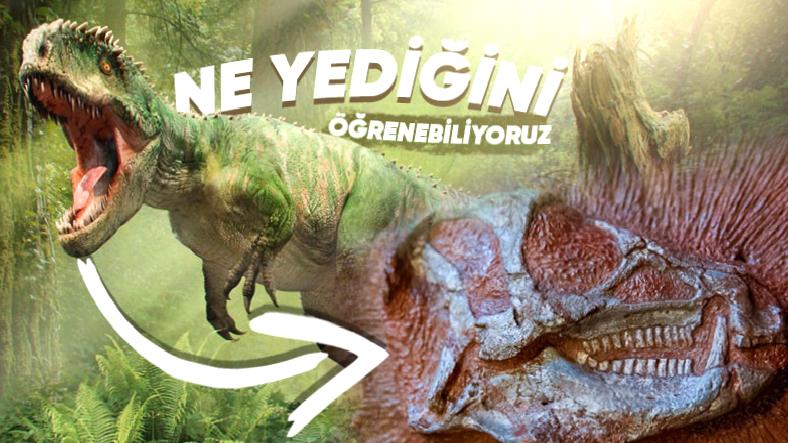 Fosillerle İlgili Bilgiler