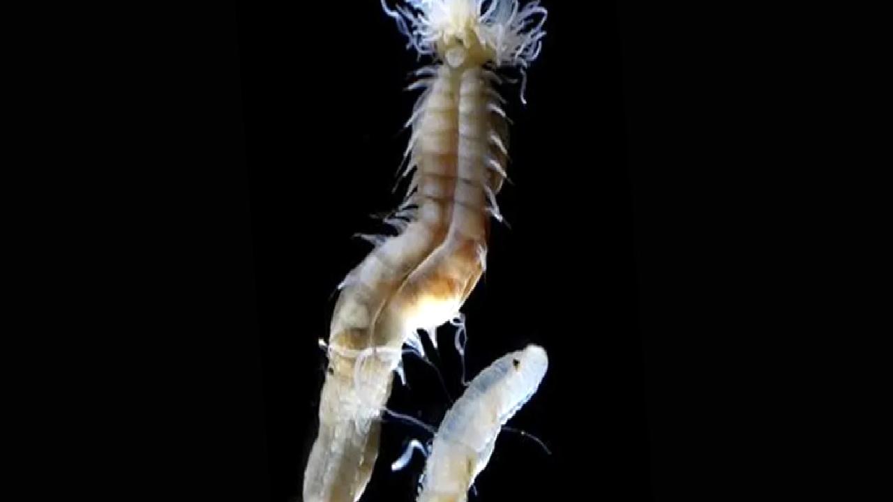 Japon bilim insanlarından kimsenin beklemediği şaşırtan keşif