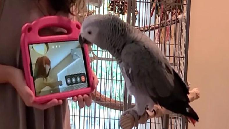 Papağanlar Manzaralı Görüşmelerle Toplumsallaşıyor