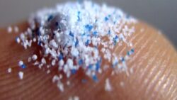 Bilim İnsanları, İnsan ve Köpek Testislerinde Mikroplastik Buldu