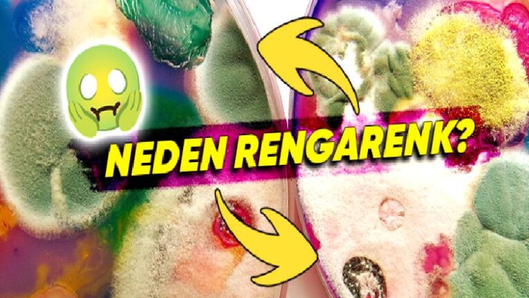 Ekmekte Yeşil, Peynirde Mavi: Küf Nasıl Oluyor da Bir Sürü Farklı Renkte Olabiliyor?