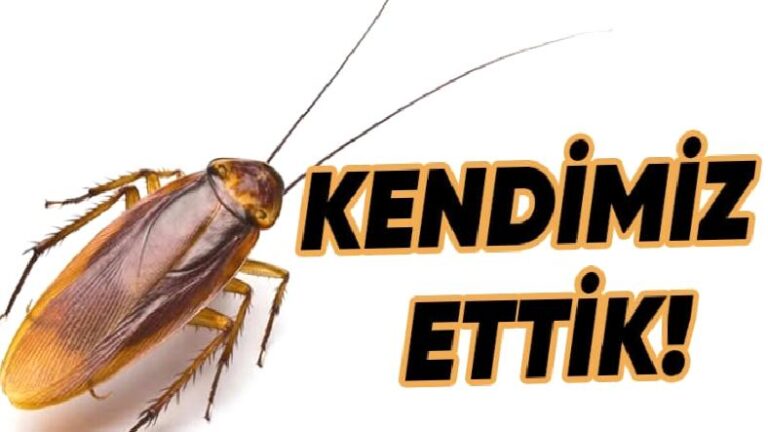 Hamam Böceklerinin Nasıl Tüm Dünyaya Yayıldıkları Bulundu (Her Şey Bizim Yüzümüzden)