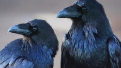 Kargaların Sesli Şekilde Sayı Sayabildikleri Ortaya Çıktı