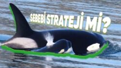 Kimi Balinalar, İnsanlari Menopoza Girebiliyor! Pekala ama Neden?