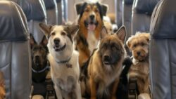 Köpekler köpek olalı, böylesine lüks bir havayolu tecrübesi yaşamadı