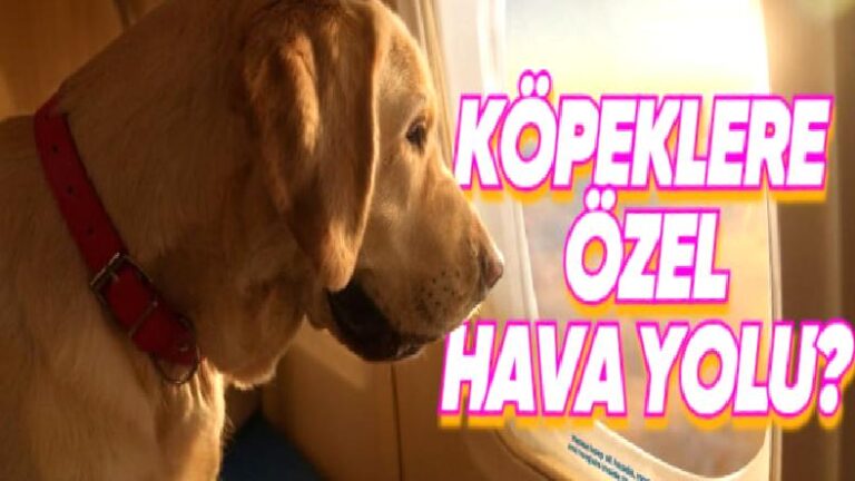 Tüylü Dostlarımızı Özel Jetle Taşıyan Köpeklere Özel Havayolu “BARK Air”la Tanışın: Bir Bilet Yaklaşık 200 Bin TL!