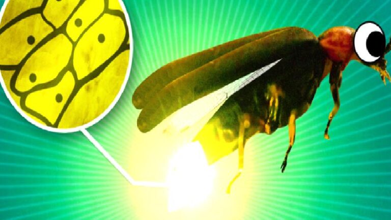 Ateş Böcekleri, Gecenin Belli Saatlerinde Işık Saçmayı Nasıl Başarıyor? Üstelik Bu Işıklar Yalnızca Sarı Değil!