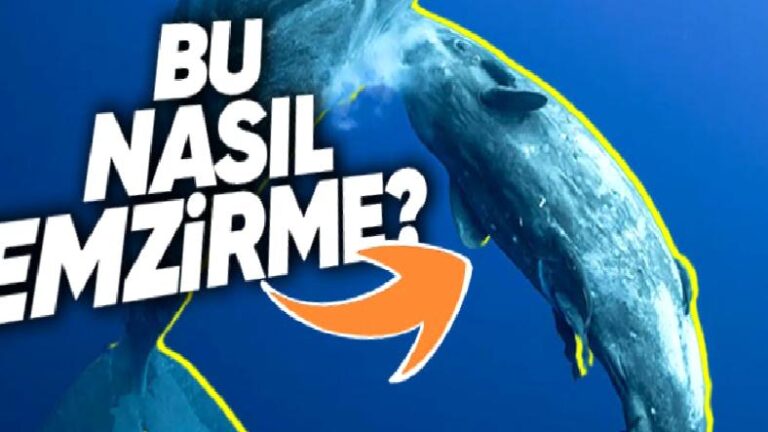 Balinalar Göğüslü Olmalarına Karşın Yavrularını Suyun Altında Nasıl Emziriyorlar?