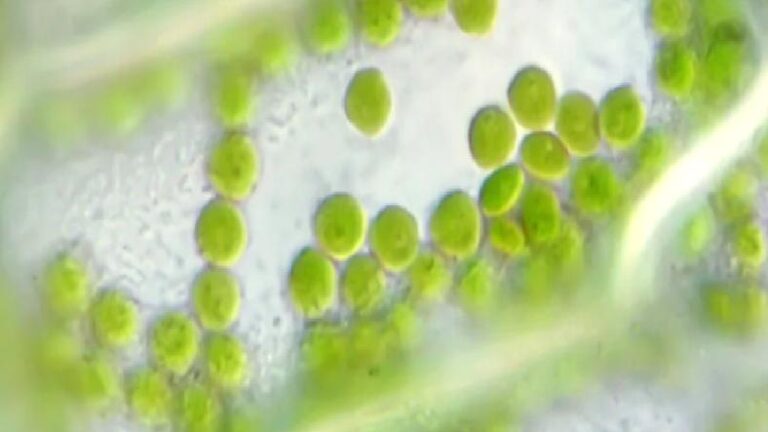 Bilim İnsanları, Algleri Kullanarak “Karbon Negatif” Gücün Yolunu Açtı