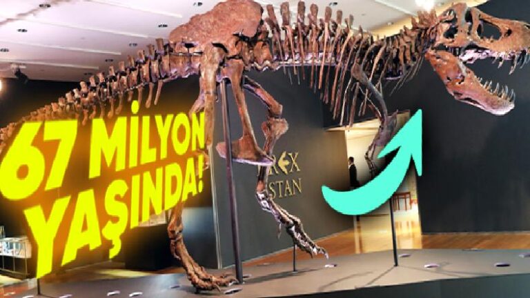 Bilim İnsanları Nasıl Oluyor da Dinozor Kemiklerinin Yaşını “Şıp” Diye Belirleyebiliyor?