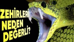 Bizi Öldürebilecek Kadar Zehirli Hayvanlar Nasıl Oluyor da Kendi Zehirlerinden Etkilenmiyorlar?
