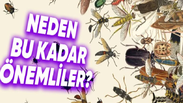 Dünyada Tek Bir Böcek Bile Olmasaydı Başımıza Neler Gelirdi? Okuduktan Sonra Ne Kadar Çok Önemli Olduklarını Anlayacaksınız!