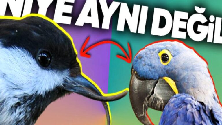 Dünyadaki Tüm Kuşların Neden Tek Bir Formda Değil de Kendilerine Has Çeşit Çeşit Gagaları Var?