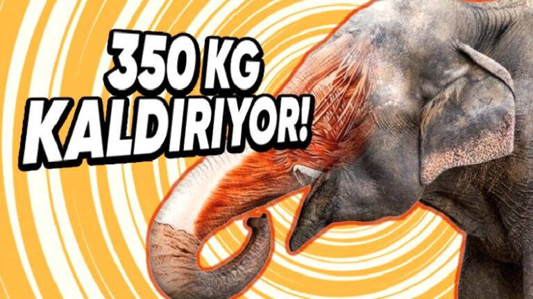 Fillerin Hortumlarının Sahip Olduğu Gücü Öğrenince Küçük Lisanınızı Yutacaksınız: 350 Kilogramı Tek Seferde Kaldırabiliyorlar!