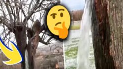 Hiç Foşur Foşur Su Akıtan Bir Ağaç Gördünüz mü? Mucize Duran Bu Ağaçların Sırrını Açıklıyoruz!