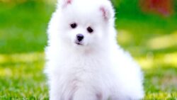 Köpek Havlamalarını Çevirebilen Yapay Zekâ Geliştirildi