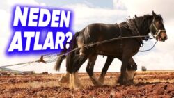 Motor Gücü Neden Beygir Gücü İle Ölçülür? (Üstelik Daha Heybetli Hayvanlar Varken!)