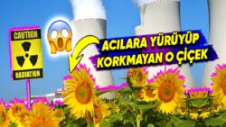 Nükleer Felaketlerin Akabinde Neden Ayçiçeği Dikilir? (Sebebini Öğrenince Çok Şaşıracaksınız!)