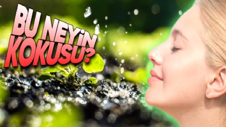 Yağmurdan Sonra ‘Toprak Kokusu’ Sanarak Soluduğumuz Kokunun Aslında Neye Ait Olduğunu Öğrenince Ufak Çaplı Bir Aydınlanma Yaşayabilirsiniz