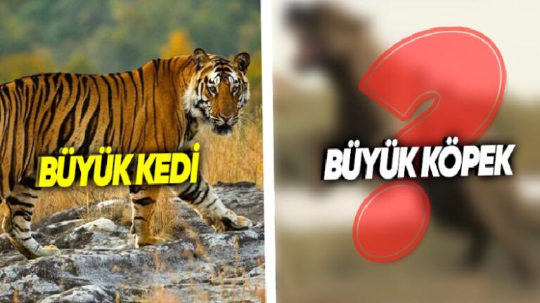 Yırtıcı Tabiatta Aslan ve Kaplan Büyük Kedi Irklarını Görebiliyorken Neden Hiç Büyük Köpek Göremeyiz?