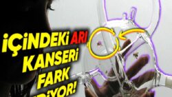 Bal Arılarının Akciğer Kanserini Nasıl Tespit Edebildiklerini Öğrenince “Bilim Daha Ne Kadar İlerleyebilir!” Diyeceksiniz