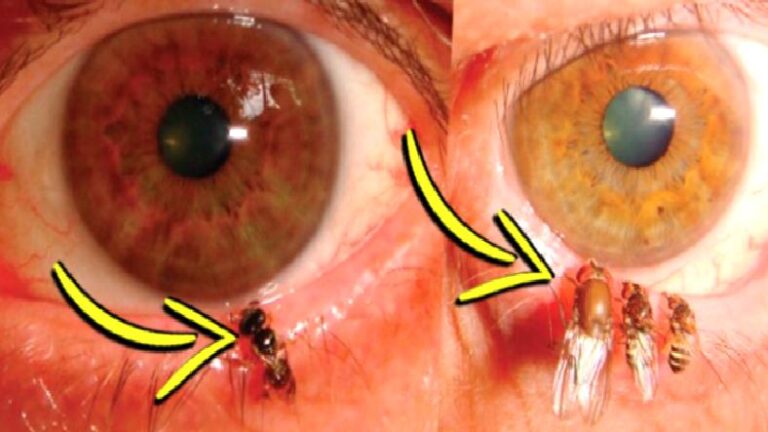 Bilim İnsanları Yaptıkları Bir Çalışmada Arıları Gözlerine Yerleştirerek Ne Amaçlamıştı? Arkasında Rahatsız Edici Bir Gerçek Yatıyor