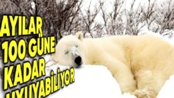 Birtakım Hayvanlar Neden Kış Uykusuna Yatar? Nedeni Yalnızca Soğuktan Korunmak Değil!