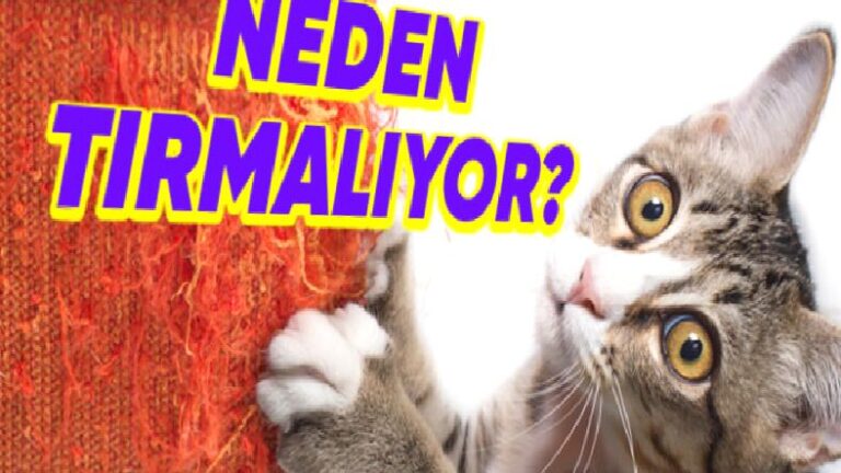 Kimi Kediler, Neden Başkalarına Göre Daima Bir Şeyleri Tırmalamaya Daha Meraklı?