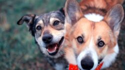 Köpekler hakkında şaşırtan keşif: Gerilimin kokusunu alabiliyorlar