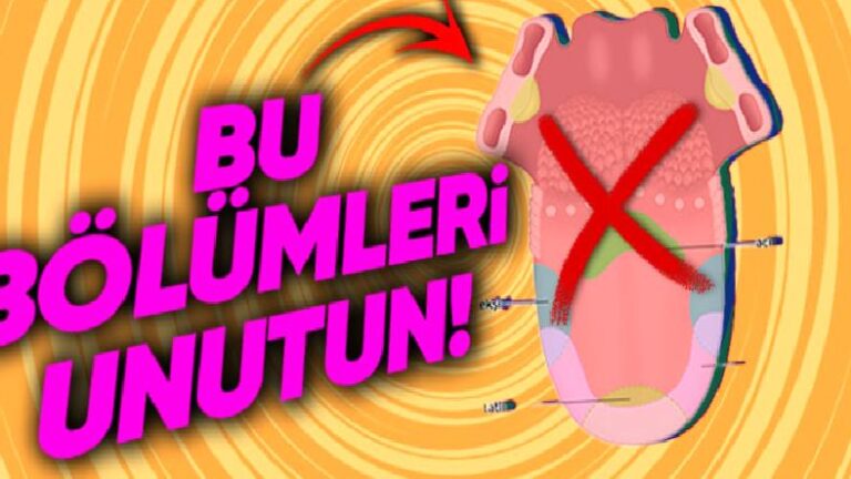Lisanın Her Bölgesi Farklı Tatları Algılıyor Bilgisi Gerçeği Yansıtıyor mu Yoksa Yalnızca İl Efsanesi mi?
