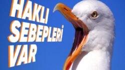 Martılar Neden Daima Çığlık Atarak Geziyor?