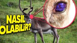 Ren Geyiklerinin Gözlerinin Morötesi Işığı Algılamasının Çok Şaşırtan Sebebi: Kışın Bu Yüzden Gözleri Maviye Dönüyor!