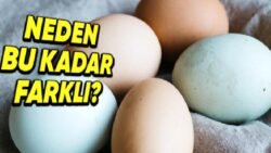 Tavuk Yumurtalarının Renkleri Neden Birbirinden Farklı Olur?