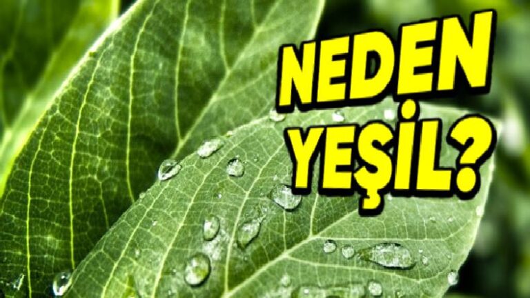Yapraklar Neden Mavi, Kırmızı ya da Mor Değil de Yeşildir? (Hayati Bir Sebebi Var!)