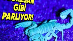 Akreplerin Karanlıkta, Tıpkı Bir Floresan gibi Parlamasının Arkasında Hangi Sebepler Var?