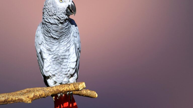 Apollo isimli papağan, Guinness Dünya rekorunu nasıl kırdı?
