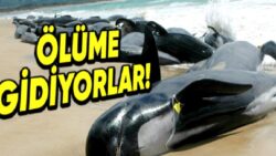 Balinaların Toplu Olarak Karaya Vurmalarının Arkasında Hangi Sebepler Yatıyor?