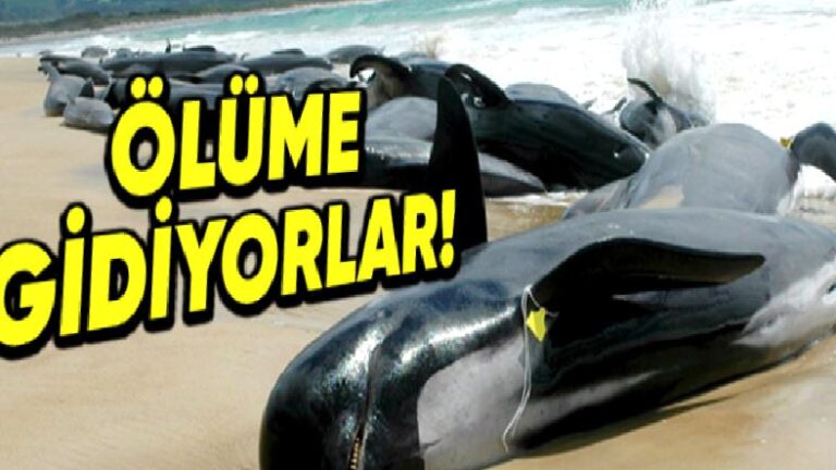 Balinaların Toplu Olarak Karaya Vurmalarının Arkasında Hangi Sebepler Yatıyor?