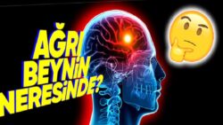 Beynimizin Hangi Kısmı Zarar Görüyor da Baş Ağrısı Yaşıyoruz? Yanıt Sizi Şaşırtabilir!