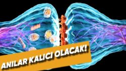 Bilim İnsanları, Anıların Ömür Uzunluğu Kalıcı Olmasını Sağlayan Bir Metot Keşfetti!