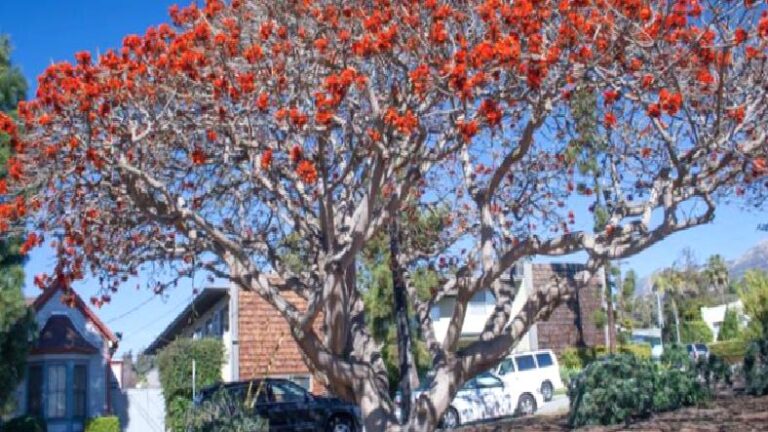 Bilim İnsanları, Irkçı Bitki İsimlerini Değiştirecek