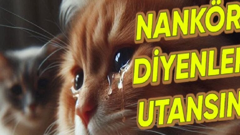 Bir de Nankör Derler: Kedilerin, Evdeki Diğer Canlıların Vefatına Yas Tuttuğu Ortaya Çıktı