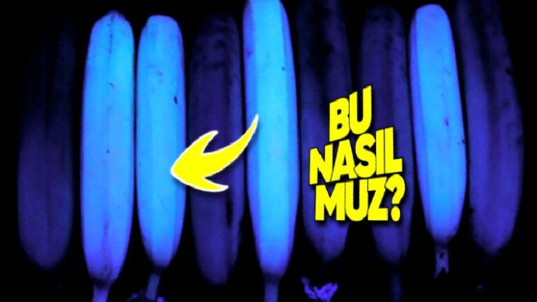 Birtakım Muzlar UV Işığının Altında Neden Parıl Parıl Parlayan Fosforlu Maviye Dönüşüyor?