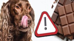 Çikolata, Neden Köpeklerin Asla Yememesi Gereken Besinler Ortasındadır?