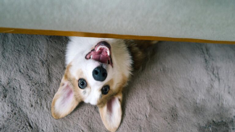 Evcil köpeklerin beyni giderek küçülüyor