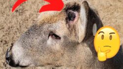 Geyikler Kendilerini Savunmak ve Dişileri Etkilemek İçin Kullandıkları Boynuzlarını Neden Birtakım Periyotlarda Dökerler? Üstelik Bu Kadar İşe Yarıyorken…