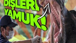 Hipopotamların Dişleri Neden Diğer Yabanî Hayvanların Tersine Daha Garip?