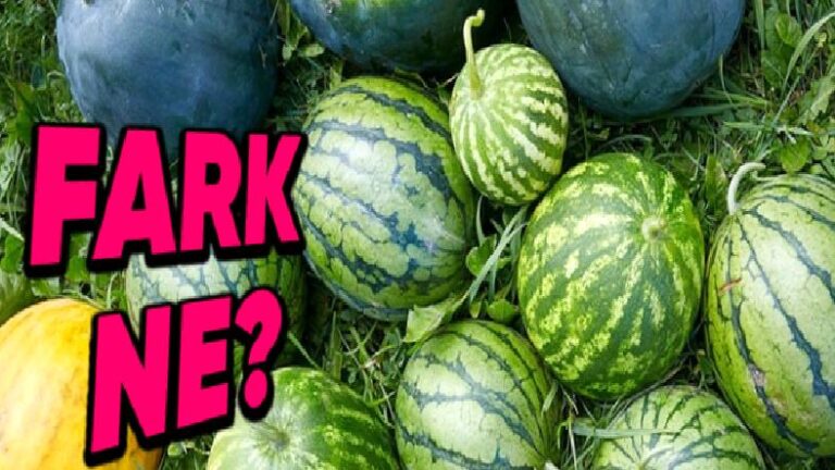 Karpuzların Kabukları Neden Bu türlü Birbirinden Farklı Desenlere Sahip?